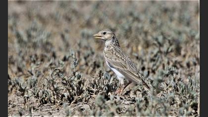Turkestan Short-toed Lark