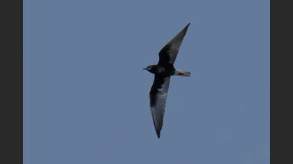 White-winged Tern