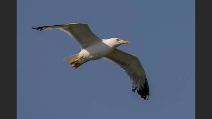 Yellow-legged Gull