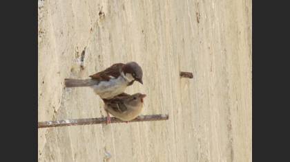 House Sparrow