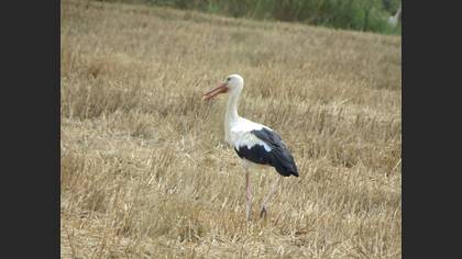 White Stork