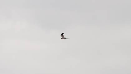 Montagu`s Harrier