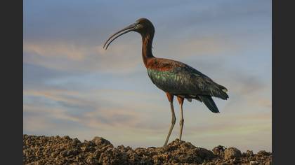 Glossy Ibis