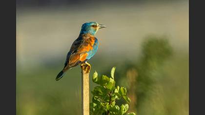 European Roller