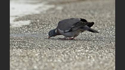 Common Wood Pigeon