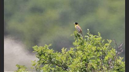 Black-headed Bunting