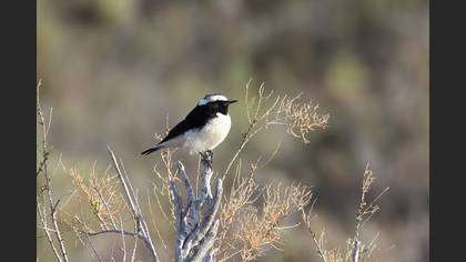 Cyprus Wheatear