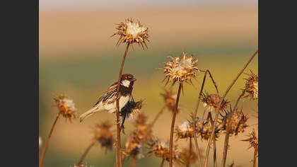 Spanish Sparrow