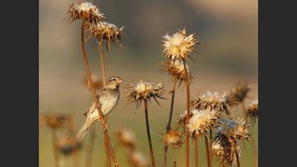 Spanish Sparrow