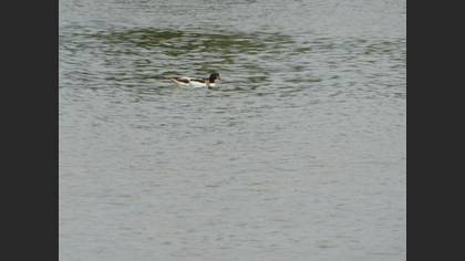 Common Shelduck