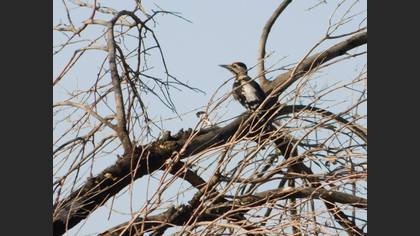 Syrian Woodpecker