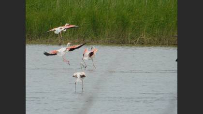 Greater Flamingo