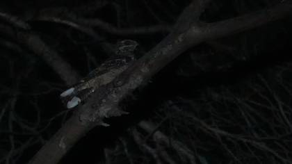 European Nightjar