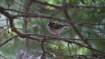 Common Firecrest