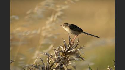 Delicate Prinia