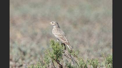 Turkestan Short-toed Lark