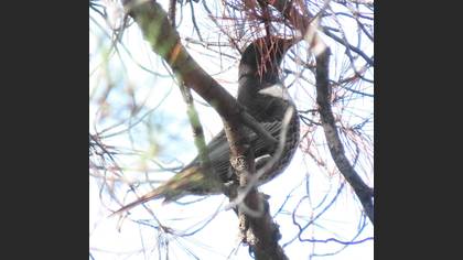 Ring Ouzel