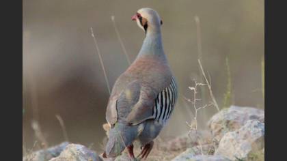 Chukar Partridge