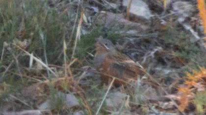 Cretzschmar`s Bunting