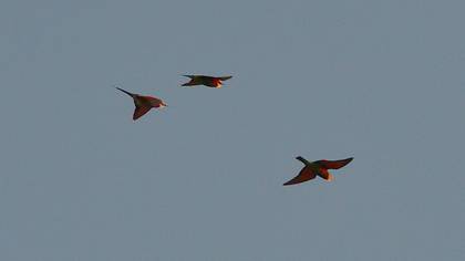 European Bee-eater