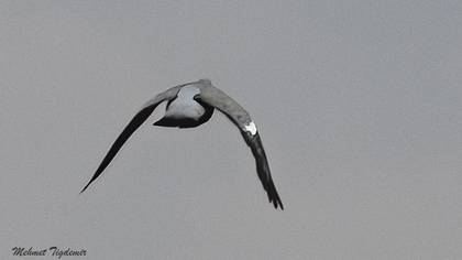 Common Wood Pigeon