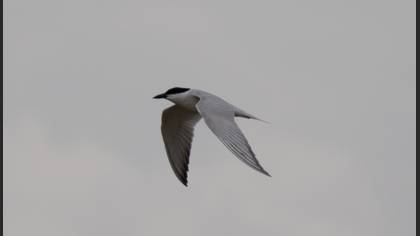 Gull-billed Tern