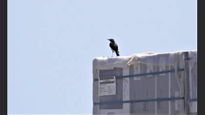 Northern Wheatear