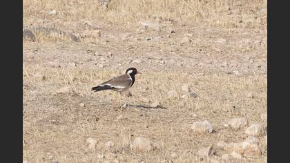 Red-wattled Lapwing
