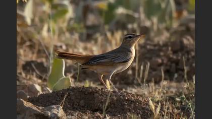Rufous-tailed Scrub Robin