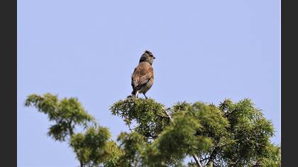 Common Linnet