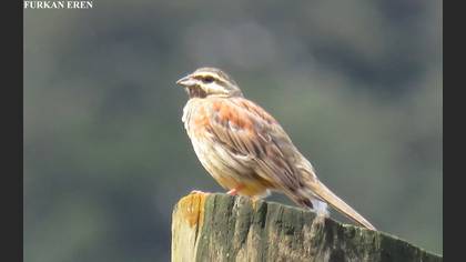 Cirl Bunting