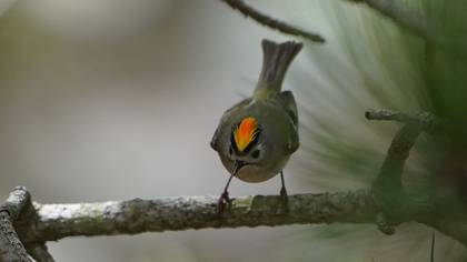 Goldcrest