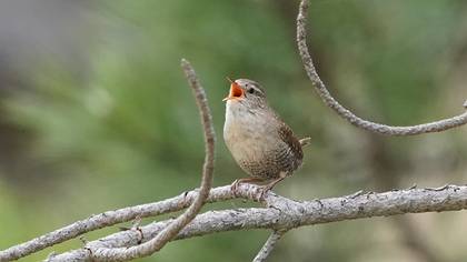 Eurasian Wren