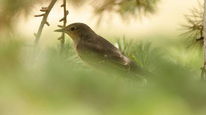 White-throated Robin