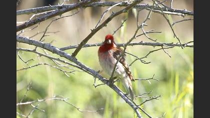 Common Rosefinch
