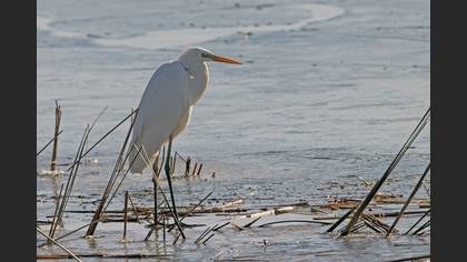 Great Egret