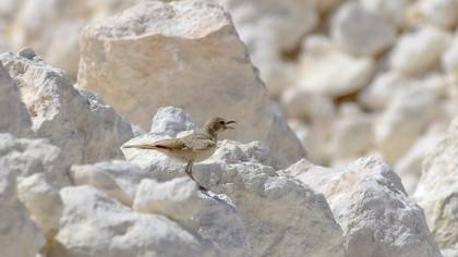 Desert Lark