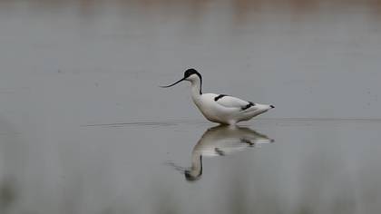 Pied Avocet