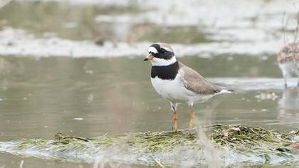 Common Ringed Plover