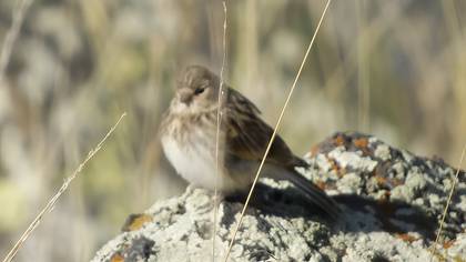 Twite