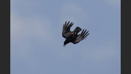 Red-billed Chough