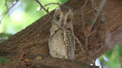 Pallid Scops Owl