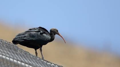 Northern Bald Ibis