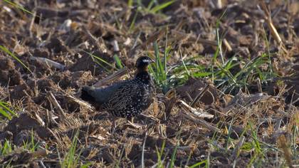 Black Francolin