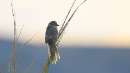 Iraq Babbler