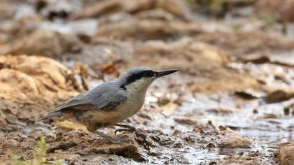 Eastern Rock Nuthatch