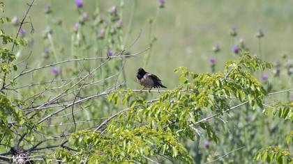 Rosy Starling