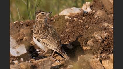 Woodlark