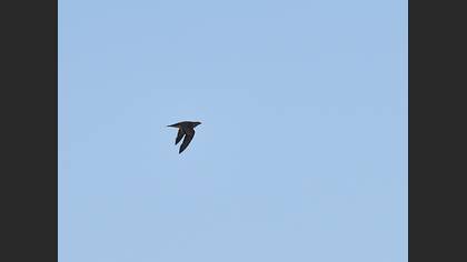 Pin-tailed Sandgrouse