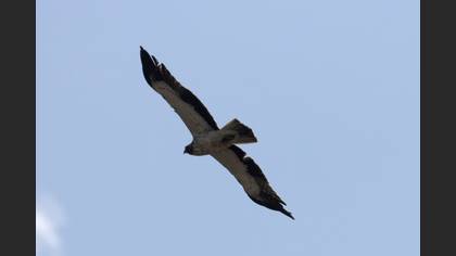 Booted Eagle